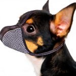 Dog Muzzle Extra Small Soft Air Mesh Adjustable Guard by JOYPAWS Black-0